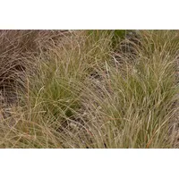 Pflanzen Für Dich Carex testacea, Neuseeländisches Segge, orange-braun, ca.