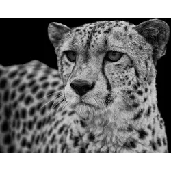 Fototapete PAPERMOON "GEPARD-LÖWE PUMA TIGER JAGUAR SCHWARZ WEIß WANDBILD XXL", bunt, B:4,50m L:2,80m, Vlies, Tapeten