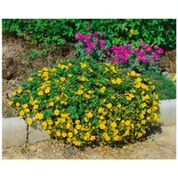 Pflanzen Für Dich Potentilla neumanniana 'Nana', Fingerkraut, gelb, ca.