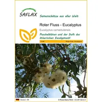 SAFLAX - Roter Fluss - Eucalyptus - 200 Samen
