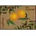 Wash+Dry Le Citron 50 x 75 cm Beige/Gelb