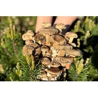 -Pilzmännchens Schnapper- Bio Shiitake-Pilzzuchtzwerg fix & fertig