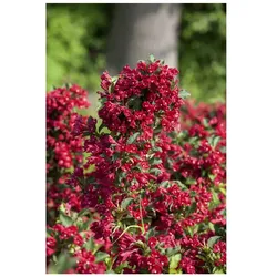 Weigela 'Eva Rathke', Weigelie, karminrot, 40–60 cm