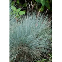 Pflanzen Für Dich Festuca cinerea Silberreiher Blauschwingelgras, ca. 9x9