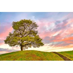 Fototapete PAPERMOON "Baum in Landschaft", bunt, B:4,50m L:2,80m, Vlies, Tapeten