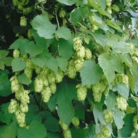 Pflanzen Für Dich Humulus lupulus 'Hallertauer Tradition', Hopfen, 40–60
