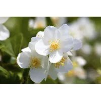 Pflanzen-für-dich.de Philadelphus coronarius Duftjasmin, Weiß 40–60 cm