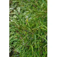 Pflanzen Für Dich Rhamnus frangula 'Asplenifolia', schmalblättrig, 40–60 cm