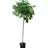 pflanzen-boering Kugelahorn auf Stamm Gesamthöhe: 180-190 cm Stammhöhe: 125 cm Acer platanoides Globosum