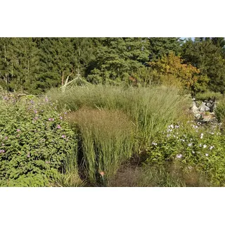 Pflanzen Für Dich Gräser Panicum virg. Cloud Nine, 1 St., Rutenhirse, blaugrün, aufrechtwachsend