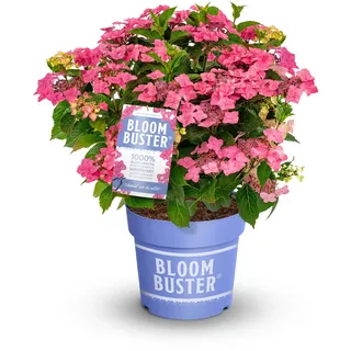 Tchibo - Rispenhortensie »Bloombuster pink« - pink