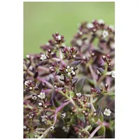 Pflanzen Für Dich Sedum album, weißblühend, ca. 9x9 cm