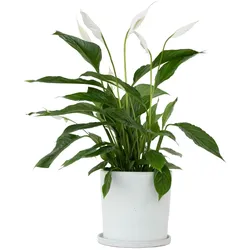 Plant in a Box Einblatt - Spathiphyllum Höhe 60-75cm