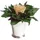 ROSEMARIE SCHULZ Heidelberg Infinity Blume in silberfarbenen Becher 1 ewige Rose konserviert Blumenstrauß langhaltend (Beige, 1 Rose)
