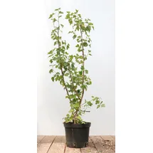 Pflanzen Für Dich Ribes alpinum 'Schmidt', 40–60 cm,