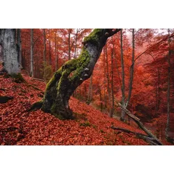 Fototapete PAPERMOON "Baum in Wald", bunt, B:4,50m L:2,80m, Vlies, Tapeten