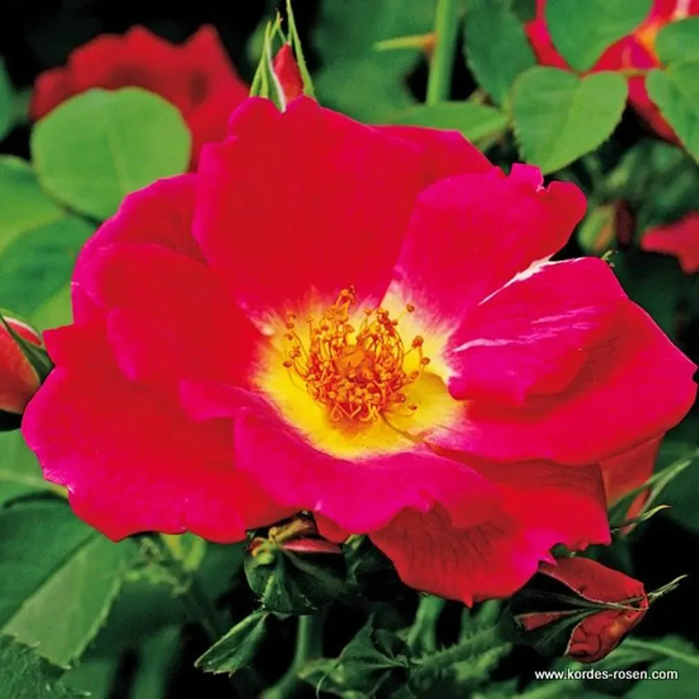 2 x Rose - Rosa 'Weg Der Sinne' Topf 25-30 cm - Eine wahre Blütenpracht in tiefem Purpur-Violett