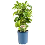 Pflanzen für Dich Staude Stevia rebaudiane, 1 St., Stevia, Süßkraut, Honigkraut weiß