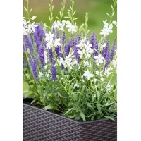 Pflanzen Für Dich Gaura lindheimerii 'Short Form', Prachtkerze, ca.
