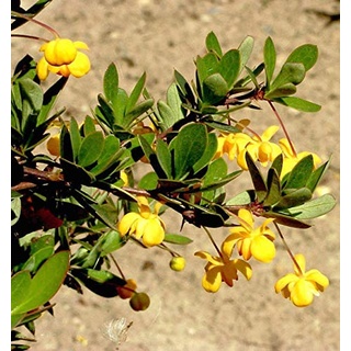 Grüner Polster Berberitze 15-20cm - Berberis buxifolia Nana