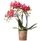 Kolibri Phalaenopsis Orchidee Kongo Topfgröße 9cm Frisch Vom Züchter