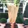 johannes lucht gmbh & co.kg Winterschutzvlies 2er Set 0,8 x 1 m beige