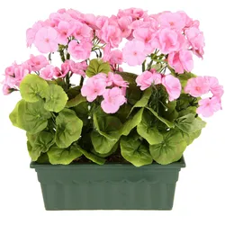 my home Kunstblume »Geranie«, Im Kasten my home rosa