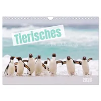 Calvendo Tierisches von den Falklandinseln (Wandkalender 2026 DIN A4