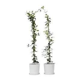 Plant in a Box - Trachelospermum jasminoides 2er set Höhe 110-120cm