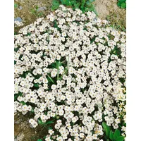Pflanzen Für Dich Aubrieta x cultorum Alba Blaukissen, weiß,
