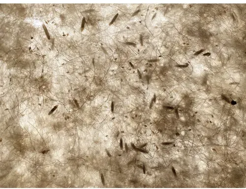 easygreen Rasen »Easygreen Trockenrasen 24 m2«, 8