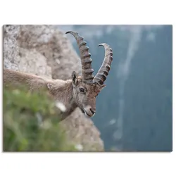Artland Leinwandbild »Steinbock«, Wildtiere, (1 St.), auf Keilrahmen gespannt Artland Farbe Bild(er): braun