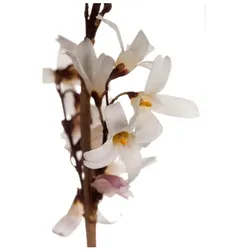 Abeliophyllum distichum, Weiße Forsythie, duftend, 40–60 cm