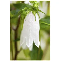 Campanula punctata, Glockenblume, rosa, ca. 9x9 cm Topf