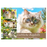 Calvendo Liebliche Ragdolls. Katzen-Schönheiten in ihrer grünen Oase (Wandkalender