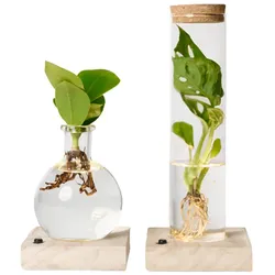 Tchibo - Wasserpflanze im Glas mit LED »Monstera und Clusia« - grün