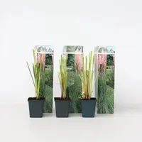 Plant in a Box - Pampasgräser - 6 Stk