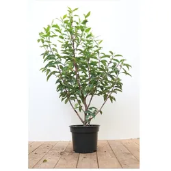 Prunus lusitanica 'Angustifolia', Portugiesischer Lorbeer, 40–60 cm