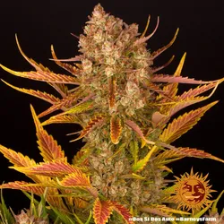 Dos Si Dos Auto von Barney's Farm