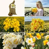 Narzissenzwiebeln - Super Narcissus Mix - Nachhaltiger Vorteilsbeutel, 100 Blumenzwiebeln für 2,5 m2 Blumenpracht - Narzisse - Flowerbulbs Amsterdam - Größe 12/14