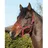 ELDORADO Pferde-Halfter Standard rot Pony