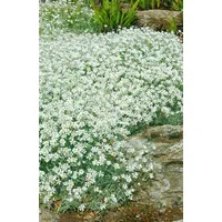 Pflanzen Für Dich Cerastium tomentosum, Silberteppich, weiß, ca. 9x9