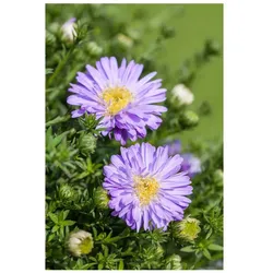 Aster dumosus, Kissen-Aster, hellblau, ca. 9x9 cm Topf