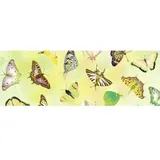 Transparentpapier 115g/qm A4 VE=25 Blatt Schmetterling