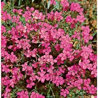 Pflanzen Für Dich Dianthus deltoides Leuchtfunk Heide Nelke ca.