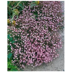 Gypsophila repens 'Rosa Schönheit', Teppichschleierkraut, rosa, ca. 9x9 cm Topf