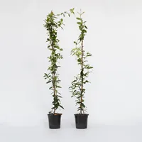 Plant in a Box - Sternjasmin - 2 Stk