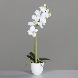 Orchidee weiß