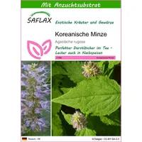 SAFLAX - Kräuter - Koreanische Minze - 1200 Samen