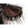 Sigikid Beasts Duchesse of Hampershire 38675